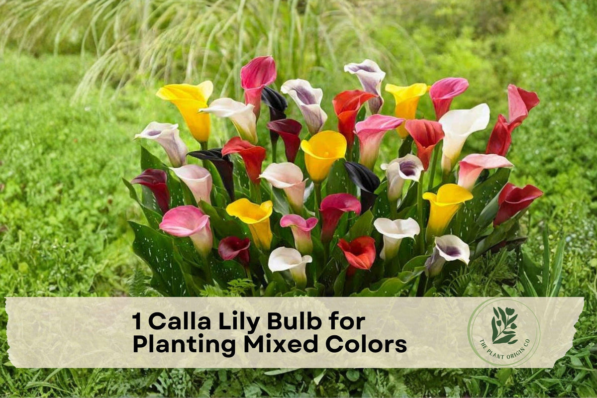 Calla Lily Bulb Mixed Colors – Zantedeschia spp. Flowering Plant for Garden Beds & Containers