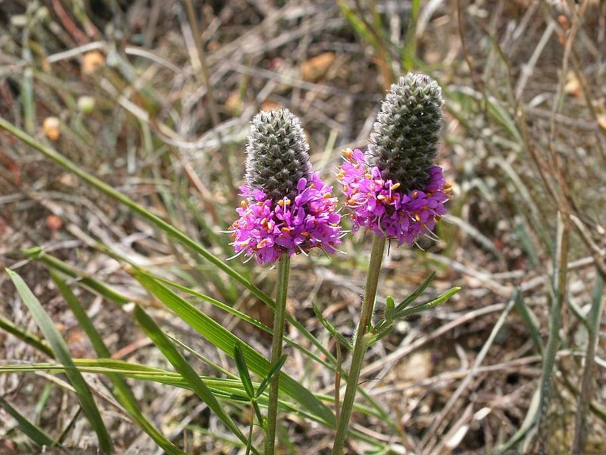 Dalea Purpurea Seeds – Purple Prairie Clover Native Perennial Wildflower for Pollinator Gardens & Restoration