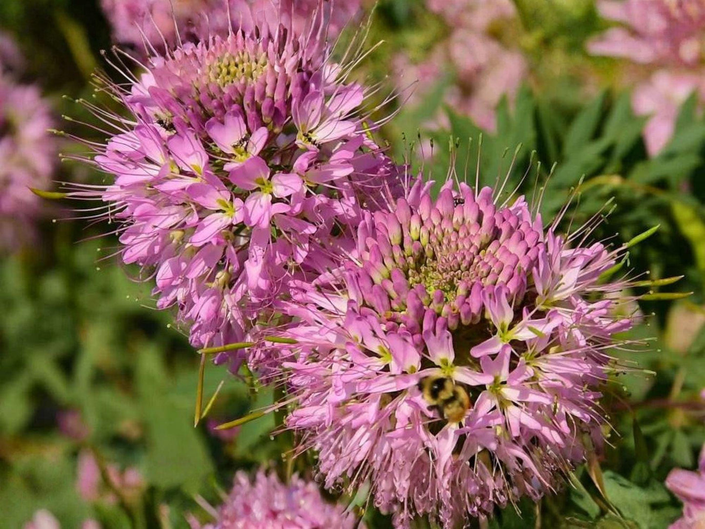 Cleome serrulata Seeds – Rocky Mountain Bee Plant Native Wildflower for Pollinator Gardens & Prairie Plantings