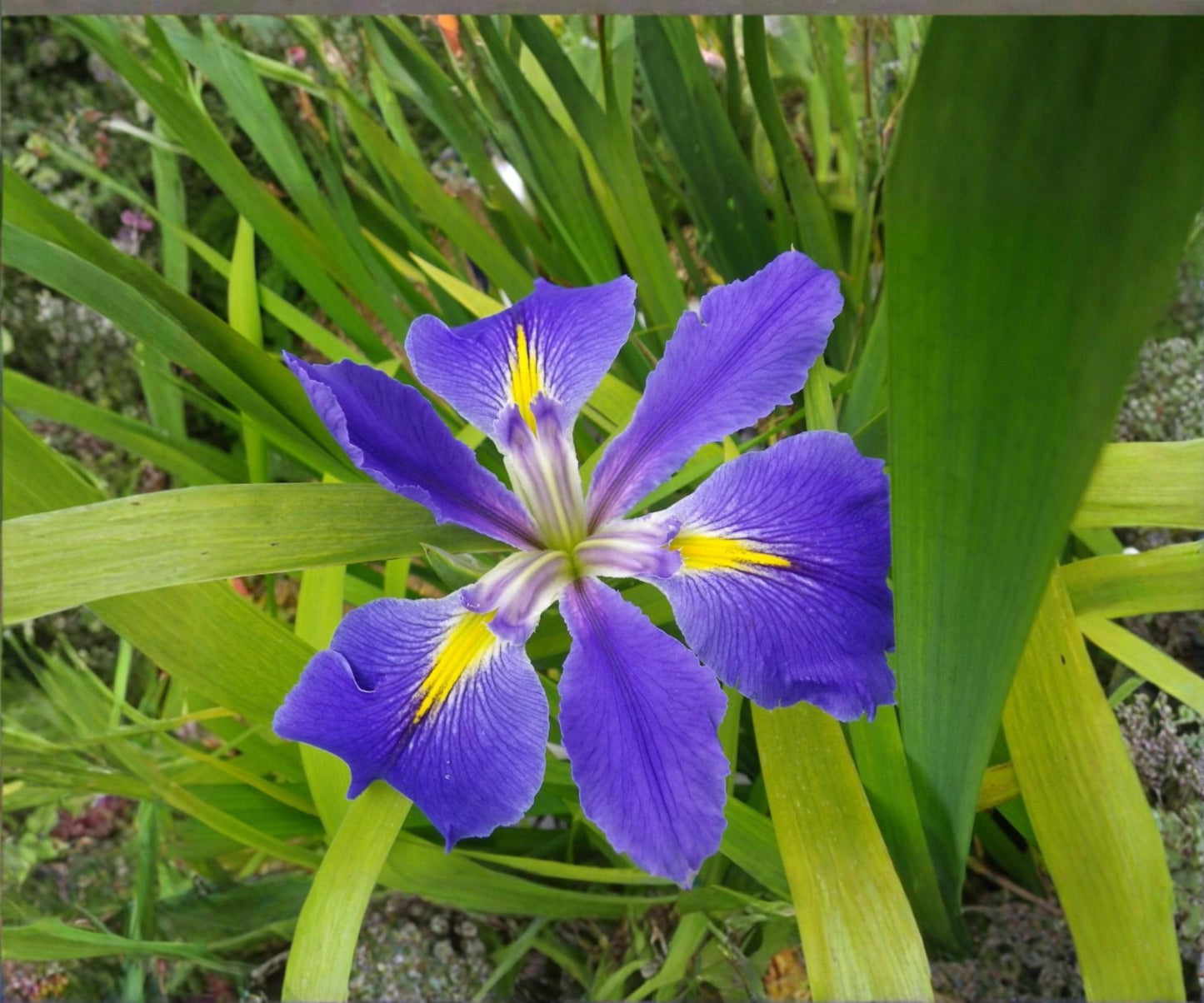 Louisiana Blue Flag Iris Live Pond Plant – Hardy Aquatic Marginal Water Garden Flower – Indigo Water Iris (Iris virginica)