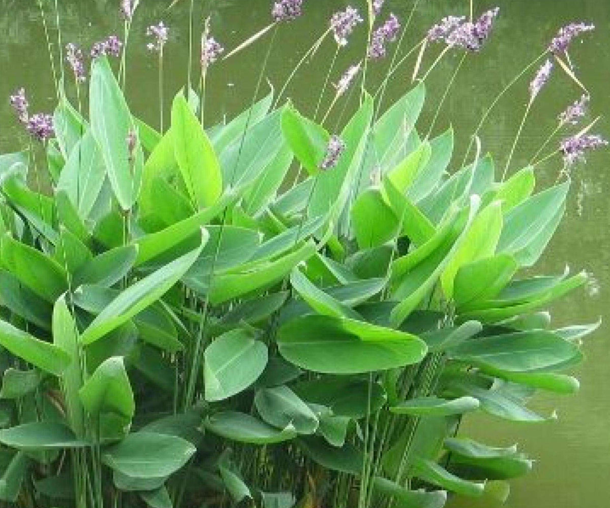 Live Thalia Dealbata - Hardy Water Canna for Ponds & Water Gardens, Marginal Aquatic Plant, Lavender Flowers, Zone 5-12