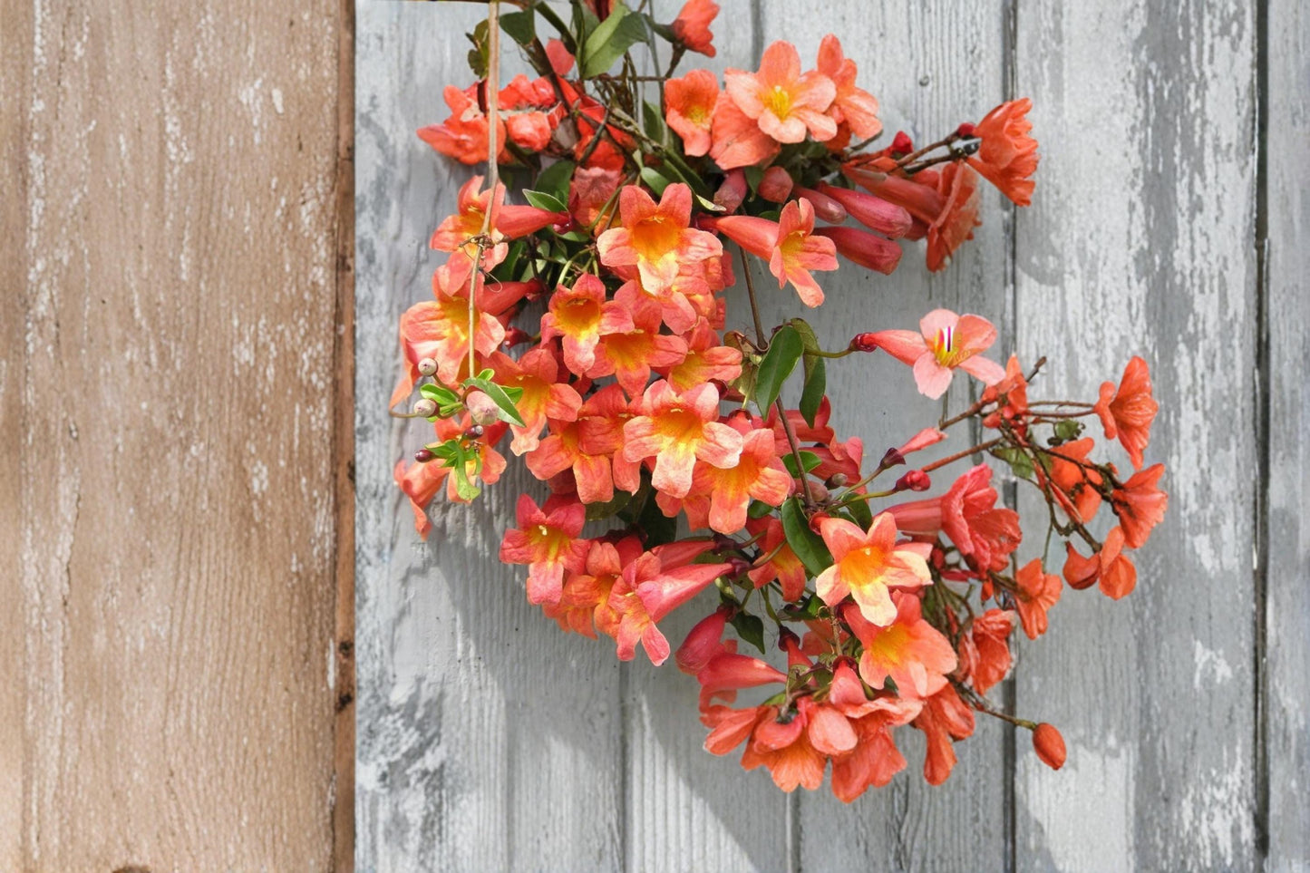 Tangerine Beauty Crossvine Plant | Climbing Vine with Orange Trumpet Flowers | Bignonia capreolata Starter