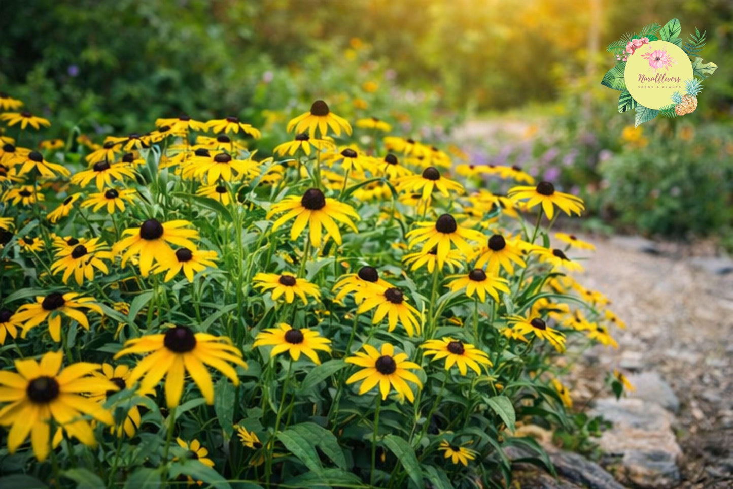 Antique Mix Rudbeckia Seeds – Black-Eyed Susan Annual Flower Garden Seeds – Rudbeckia hirta for Borders, Cut Flowers, Wildflower Gardens