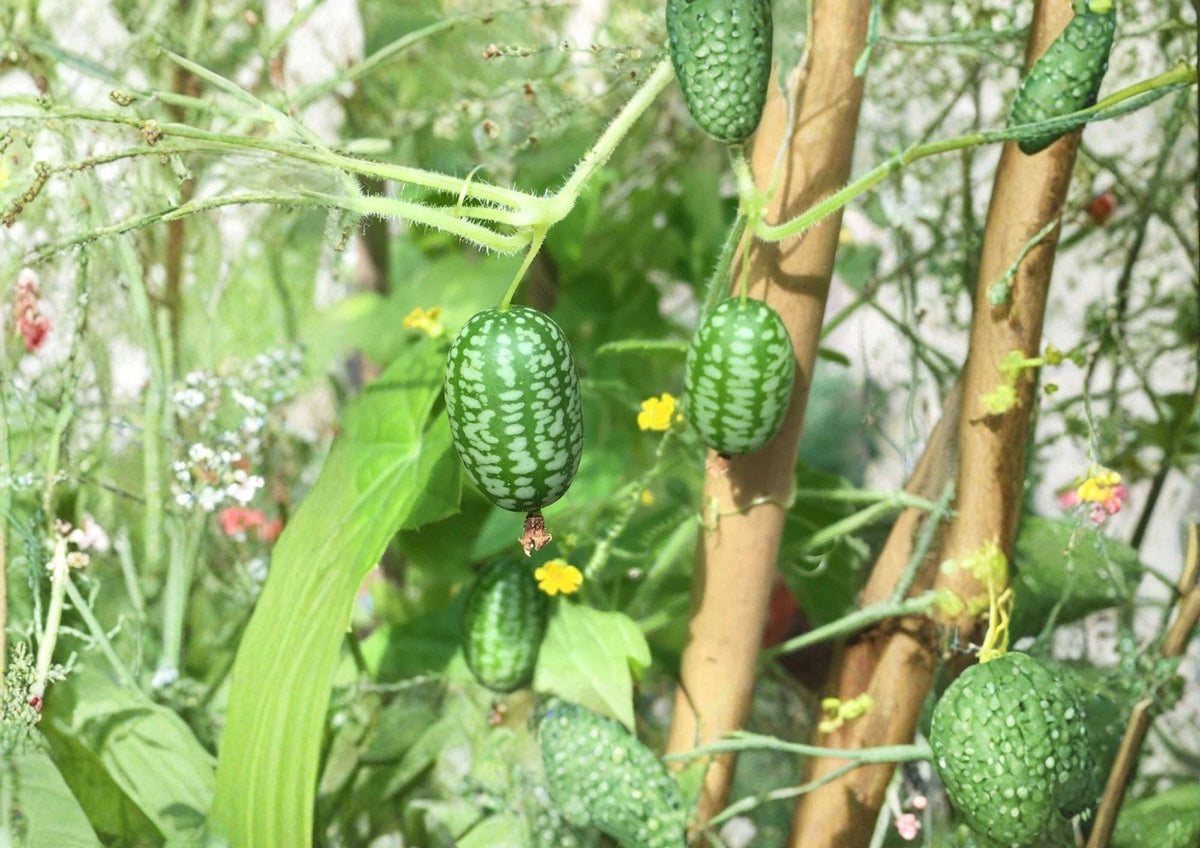 Mouse Melon Cucamelon Seeds, Heirloom Non-GMO, Melothria scabra, Grape-sized Fruit, Mexican Sour Gherkin, Climbing Vine for Garden Planting