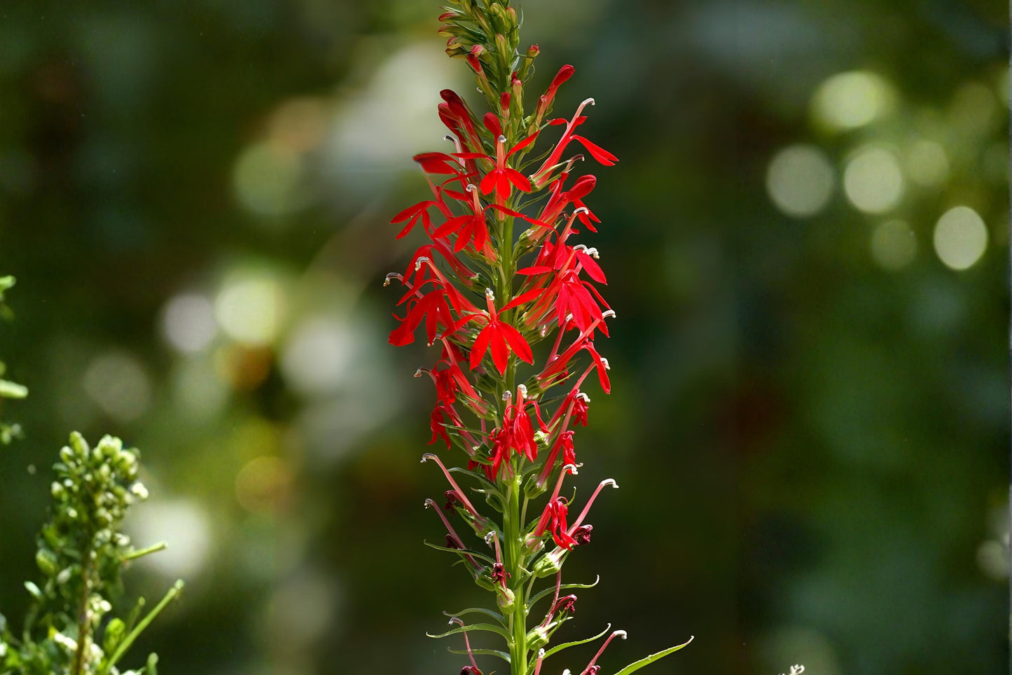 Cardinal Flower Seeds – Native Wildflower with Vivid Red Blooms, Attracts Hummingbirds, Moist Soil, Pollinator Habitat, Easy to Grow