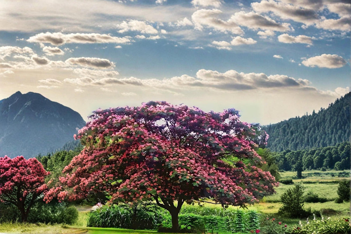 Pink Mimosa Tree Live Plant, 2ft Bare Root Albizia julibrissin, Ornamental Silk Tree with Pink Flowers