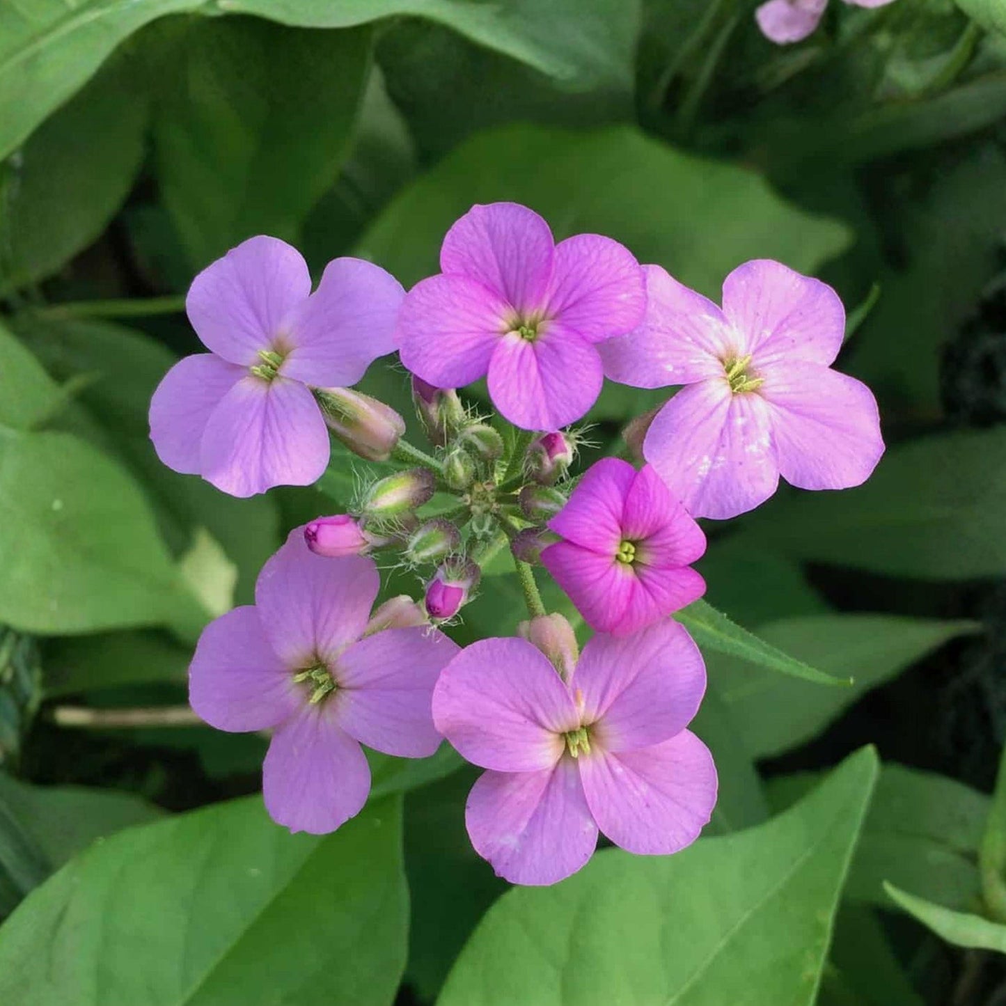 Dames Rocket Seeds 100 Pack | Night Scented Violet | Hesperis matronalis | Pollinator Wildflower Seeds