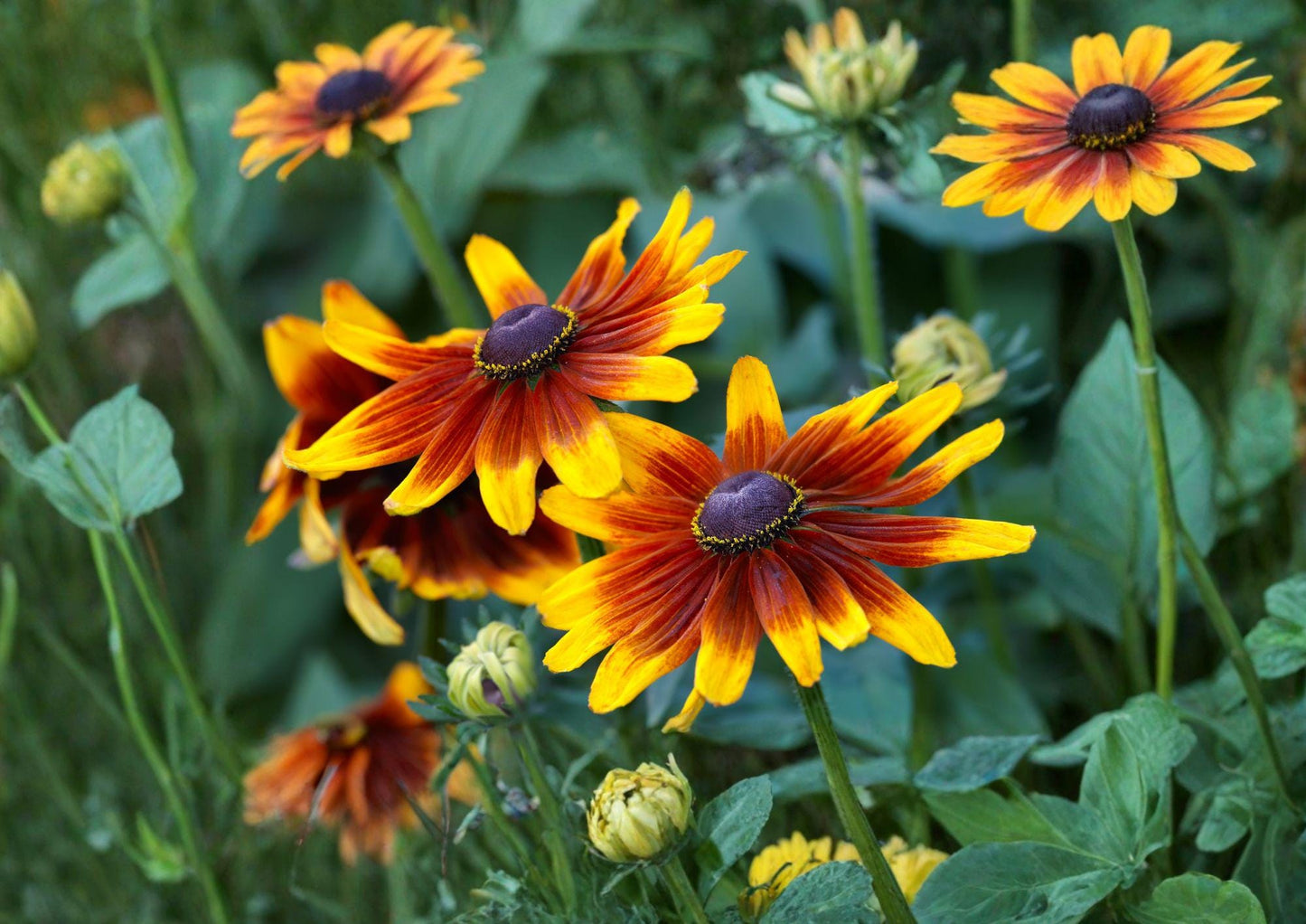 Autumn Forest Rudbeckia Hirta Seeds – Multicolor Black Eyed Susan Wildflower for Pollinator Gardens & Drought Tolerance