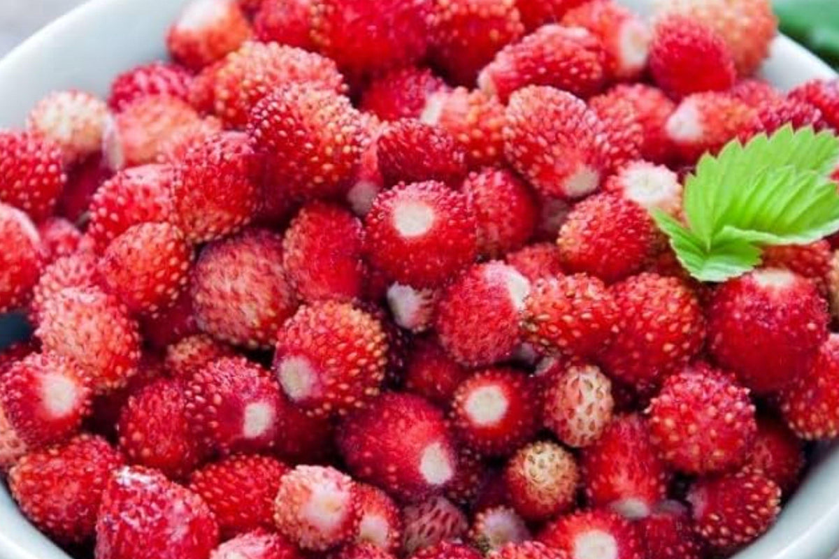 Alexandria Alpine Strawberry Seeds – Heirloom Sweet Garden Fruit for Containers, Patio, and Small Gardens