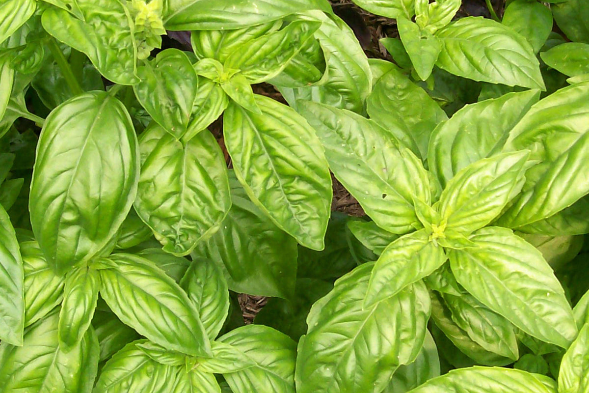 Genovese Basil Seeds – Heirloom Italian Culinary Herb for Pesto, Pasta, Salads – Non-GMO, Aromatic, Easy to Grow