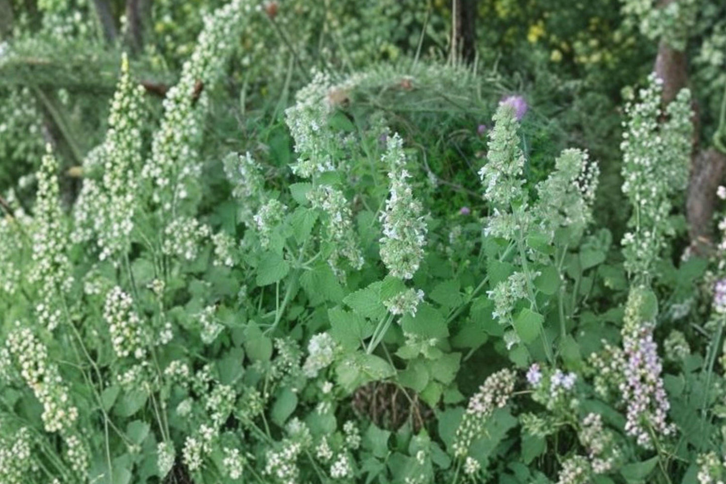 Catnip Seeds - Aromatic Herb for Cats & Gardens - Nepeta cataria - Pollinator-Friendly, Non-GMO Herb Seeds