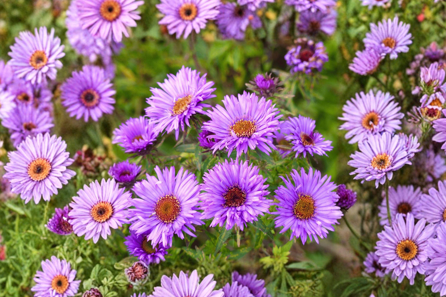 New England Aster Seeds - Purple Perennial Wildflower for Butterfly Gardens & Pollinator Support (Aster novae-angliae)