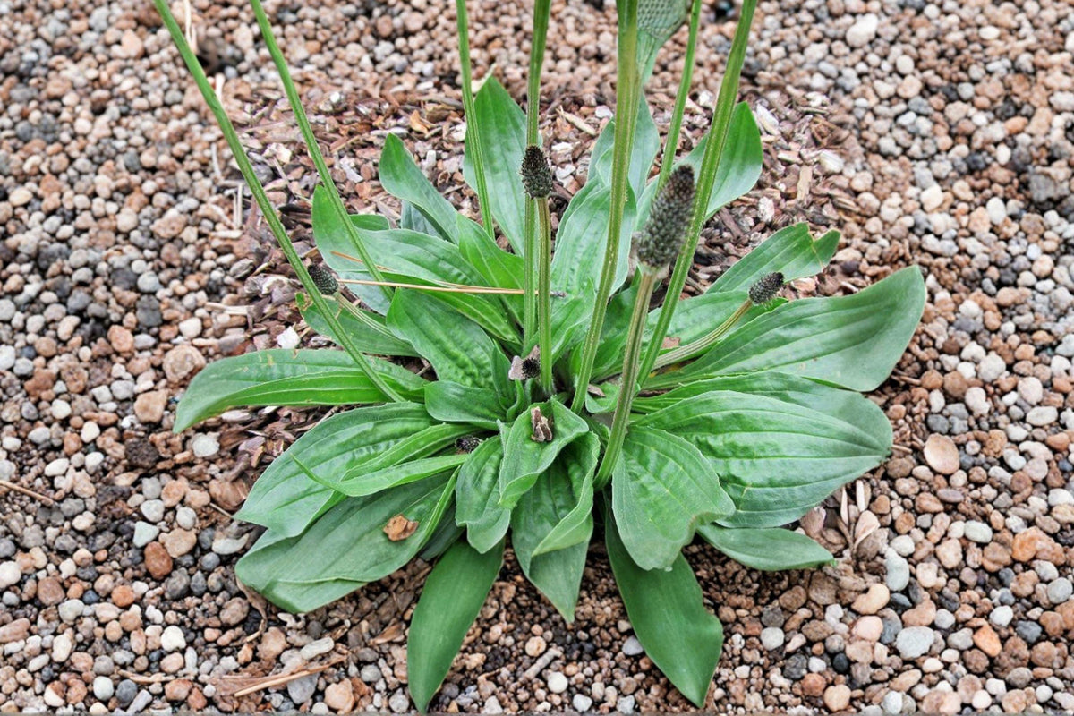 Boston Plantain Seeds - Medicinal Herb, Herbal Tea, Pollinator Friendly Garden Plantago lanceolata, Non-GMO, Hardy Wild Herb
