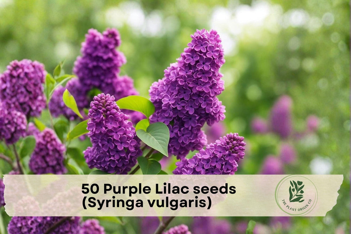 Purple Lilac Seeds (Syringa vulgaris) - Fragrant Purple Flowering Shrub for Garden, Hedges, Borders & Bonsai