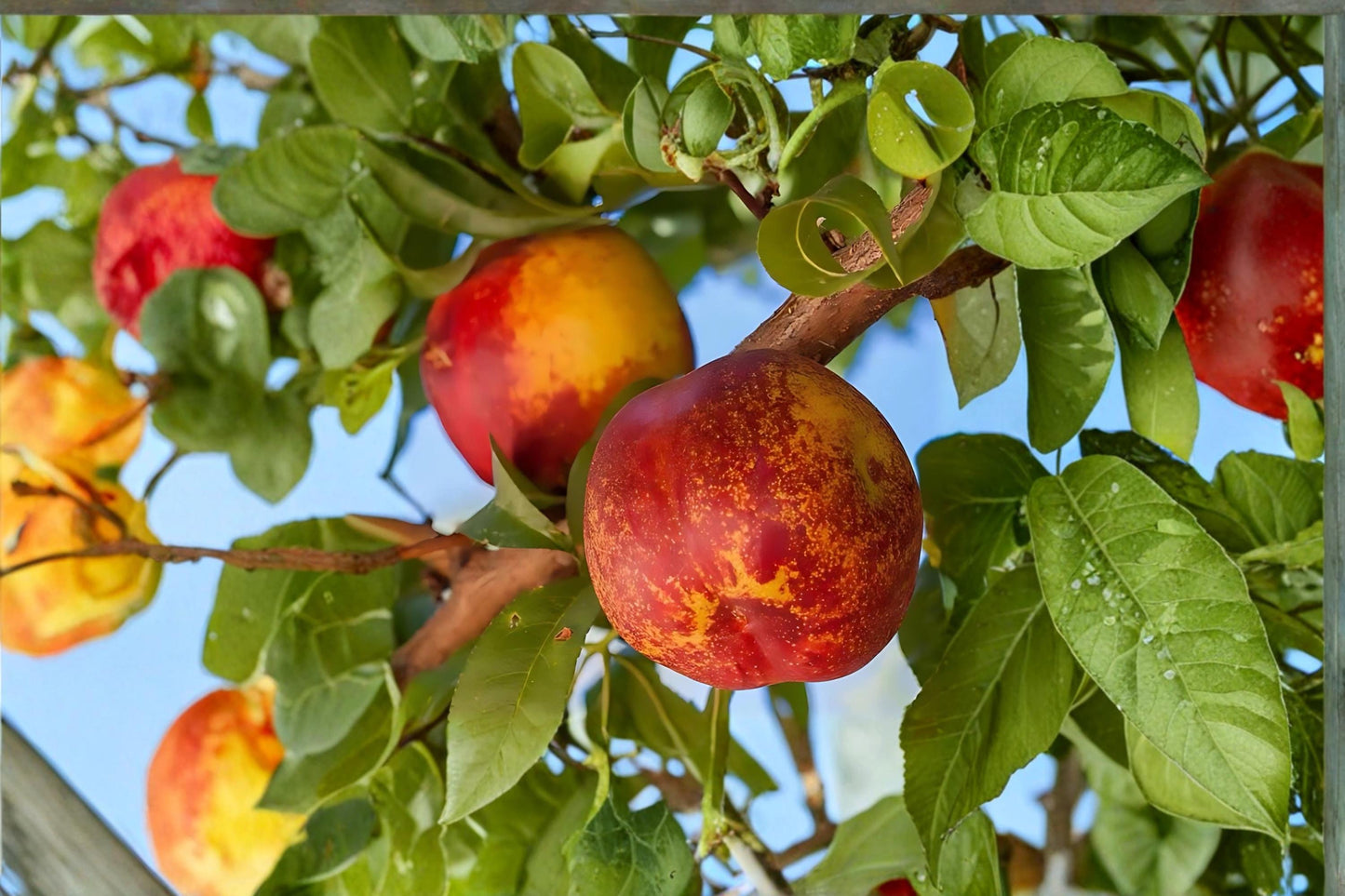 Mericrest Nectarine Tree – Bare Root 2 ft Prunus persica var. nucipersica Fruit Tree for Backyard Garden