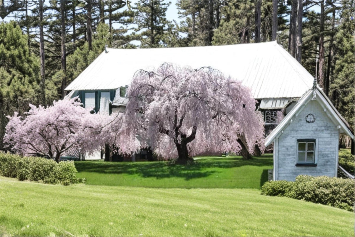 Weeping Yoshino Cherry Tree - Dwarf Flowering Tree with Pale Pink Blossoms - Prunus × yedoensis