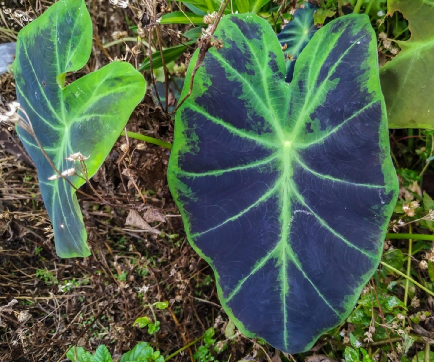 Imperial Taro Live Plant – Colocasia esculenta var. antiquorum, Tropical Aquatic Marginal Plant for Pond & Water Garden