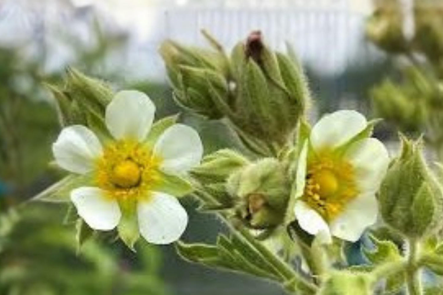 Prairie Cinquefoil Seeds 100 Pack | Native Wildflower, Drought Tolerant, Easy to Grow | Drymocallis arguta
