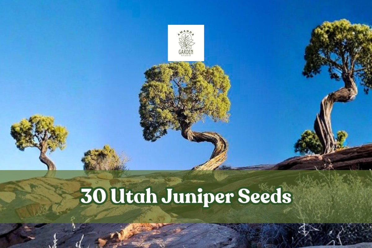 30 Utah Juniper Seeds – Evergreen Conifer for Bonsai & Landscape – Juniperus osteosperma