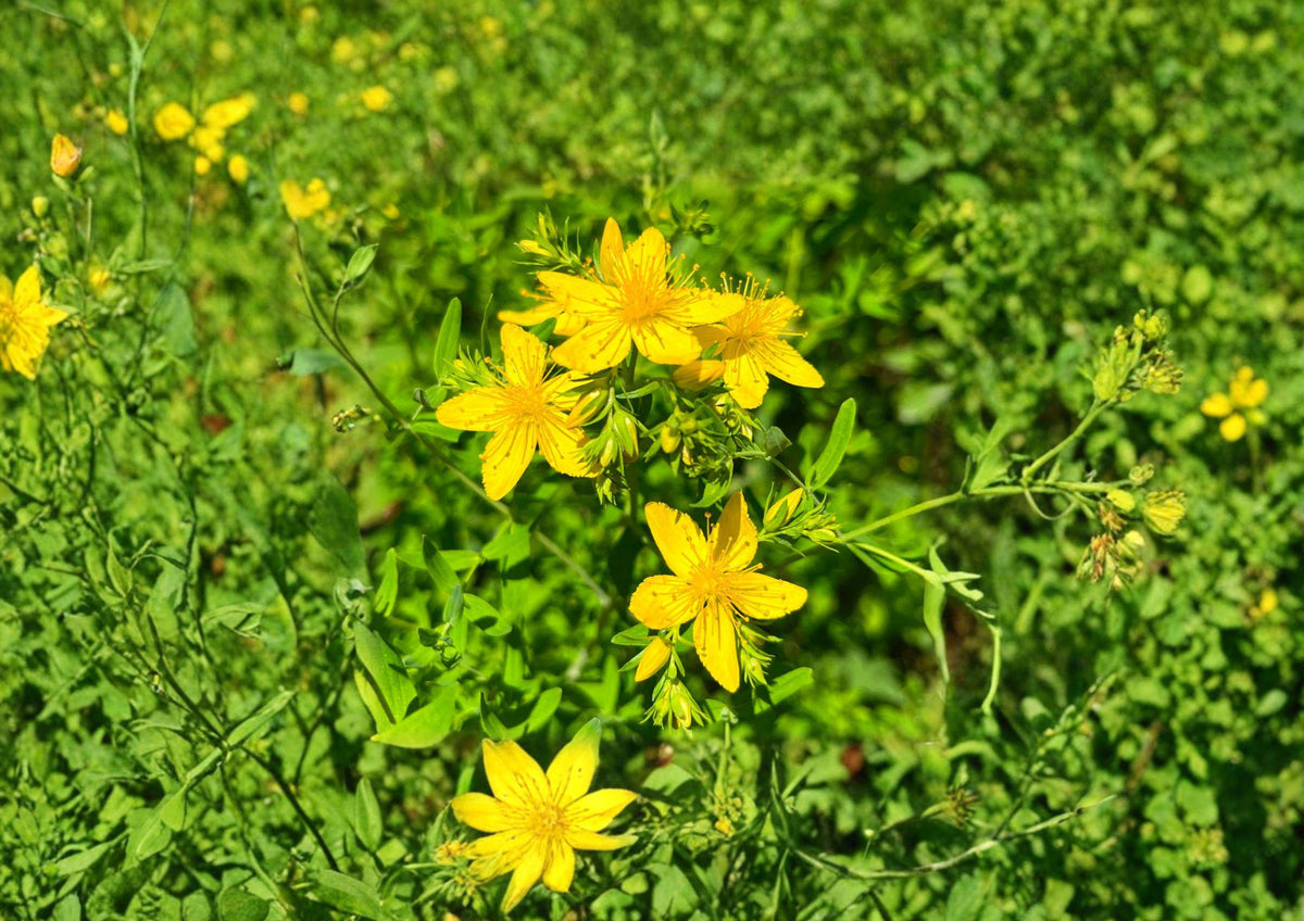 500 St. Johns Wort Seeds, Hypericum perforatum, Yellow Medicinal Herb, Non-GMO, Heirloom, Perennial Flower Seeds for Herbal Gardens