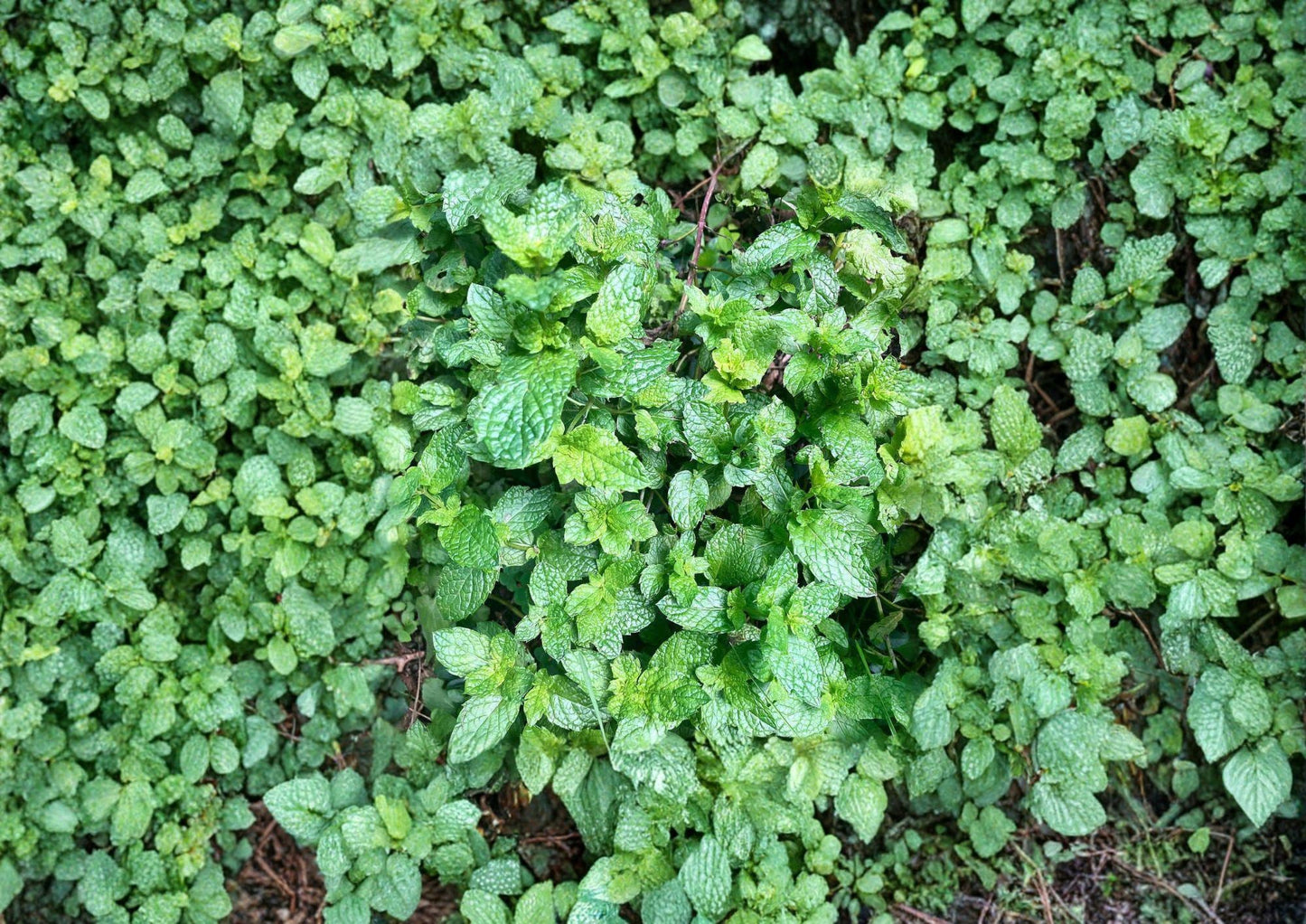 Peppermint Seeds, Non-GMO Aromatic Perennial Herb, Mentha piperita, Culinary & Medicinal Plant, Herb Garden Seeds, 500+ Seeds