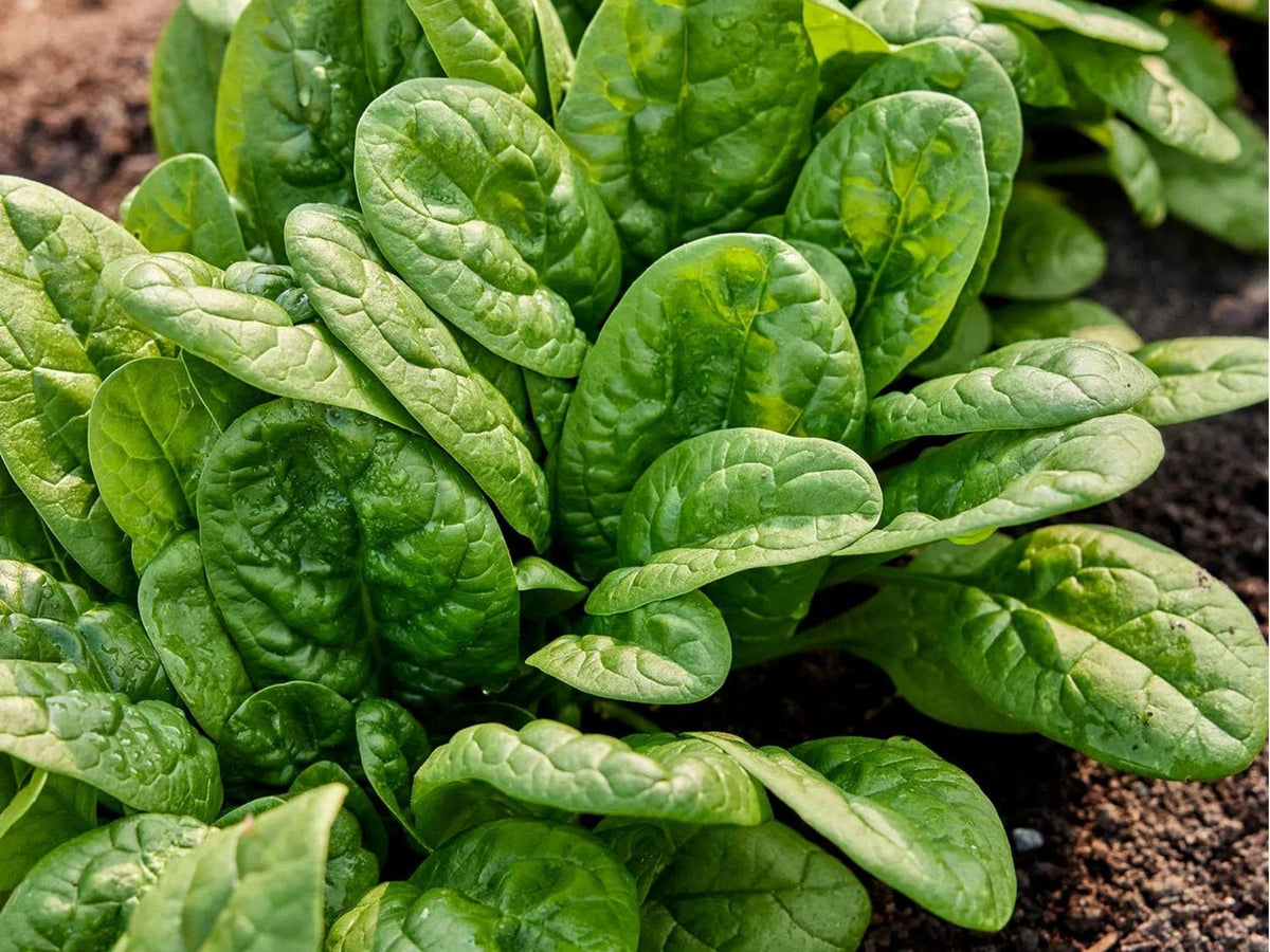 Bloomsdale Long Standing Spinach Seeds – 100 Count, Savoy Leaf Variety, Cool-Season Greens, Non-GMO, Spinacia oleracea