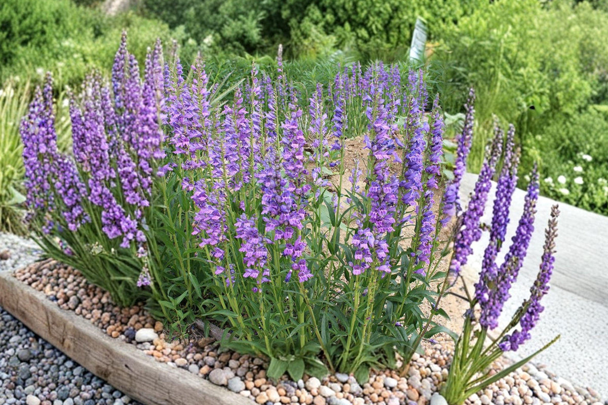 Rocky Mountain Penstemon Seeds, Perennial Flower, Purple-Blue Blooms, Pollinator-Friendly, Native Plant, Landscaping, Non-GMO