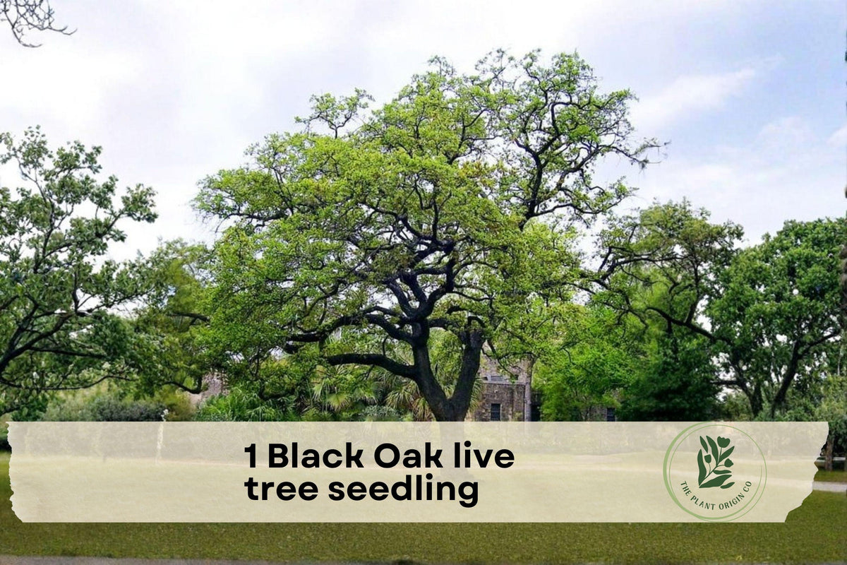Black Oak Live Tree Seedling, Native Quercus velutina, Hardy Outdoor Plant for Landscaping and Gardens