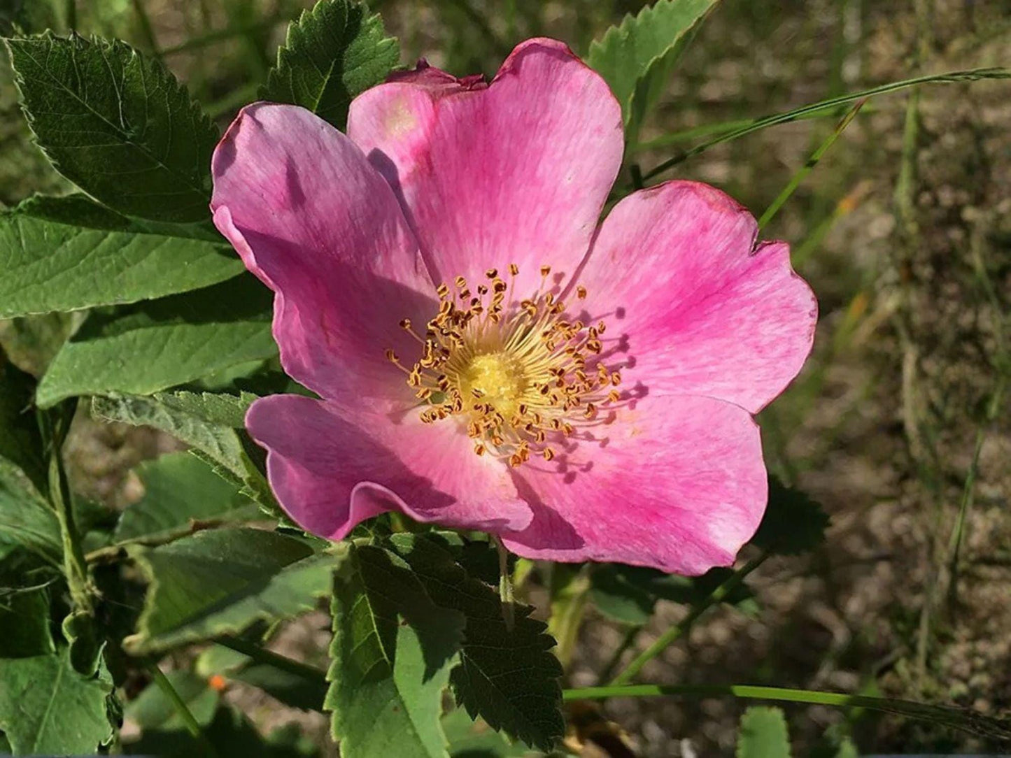 Pasture Rose Seeds – Rosa carolina Heirloom Native Wild Rose for Gardens, Pollinator & Native Plant Landscaping