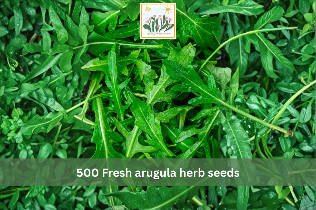 500 Arugula Herb Seeds – Heirloom Rocket Leafy Green for Garden & Containers – Fast-Growing Cool-Season Edible Green, Eruca sativa