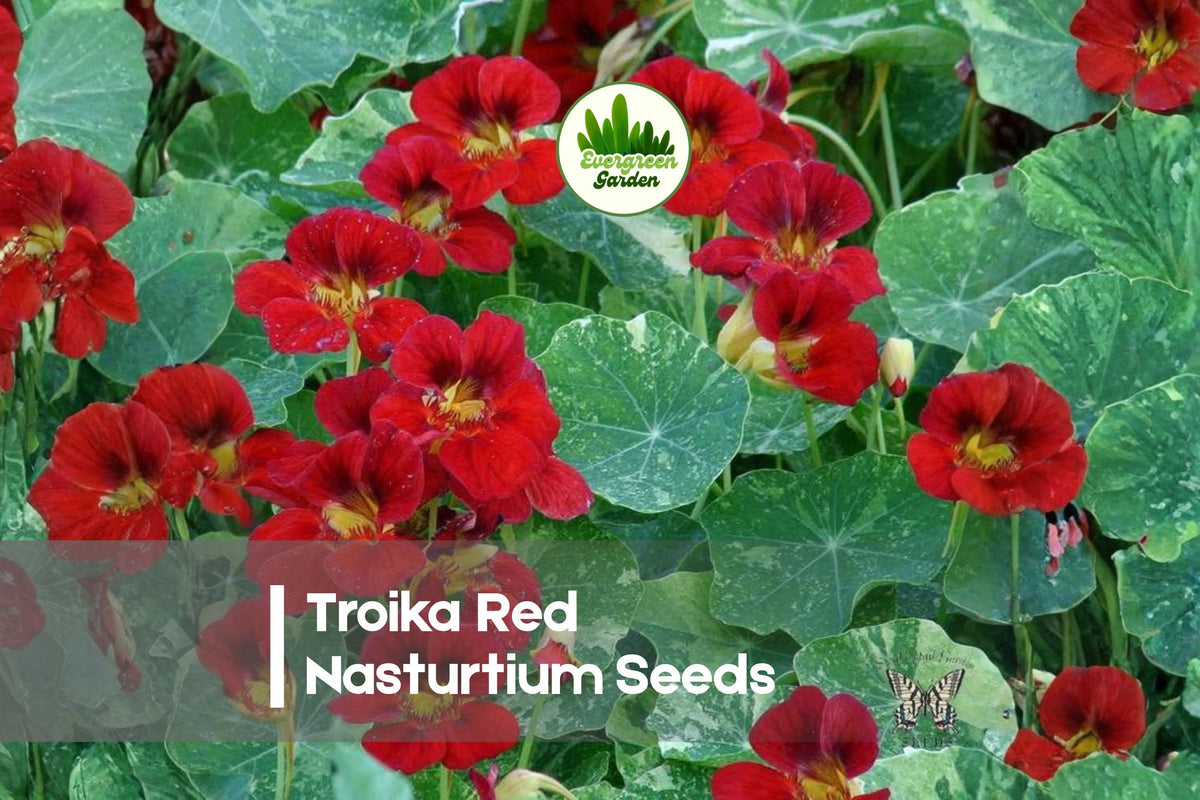 50 Troika Red Nasturtium Seeds – Bright Red Flowers with Yellow Centers, Edible, Tropaeolum majus, Trailing Annual for Containers & Borders