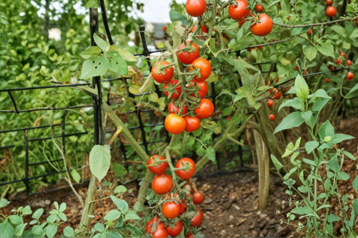 Moneymaker Tomato Seeds - Heirloom Non-GMO High-Yield Juicy Red Tomatoes for Garden, Container, Greenhouse Cultivation