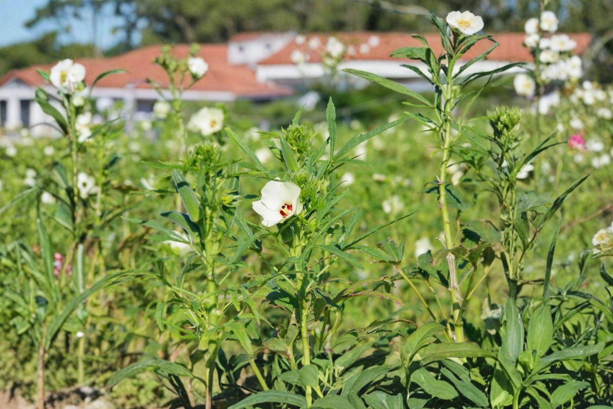 Heirloom Okra Seeds – High Yield Vegetable Garden Plant – Abelmoschus esculentus – Edible Pods, Heat Loving, Non-GMO, Pollinator Friendly