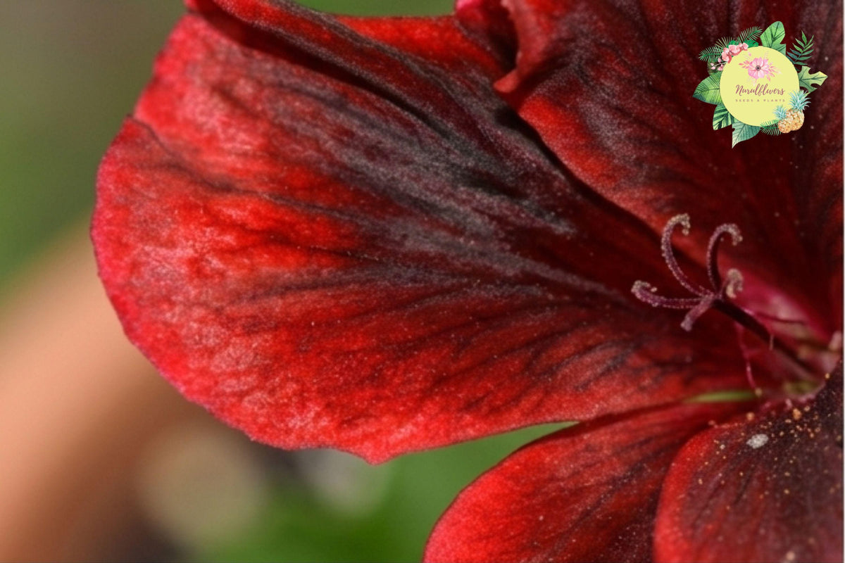 Geranium Seeds Packet - 100 Non-GMO Pelargonium spp. Fragrant Flower Seeds for Garden, Container, or Indoor Planting