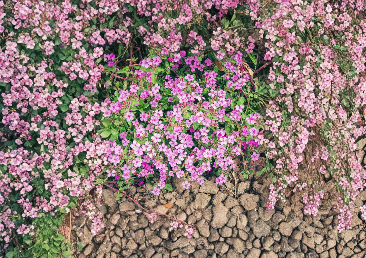Rock Soapwort Seeds - Pink Flowering Perennial Ground Cover for Rock Gardens & Borders - Saponaria ocymoides, 100 Non-GMO Seeds