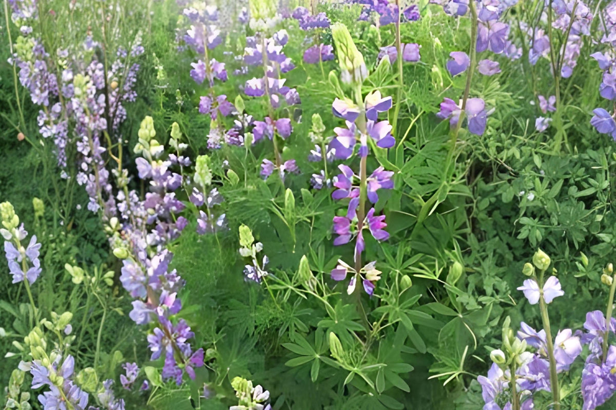 Riverbank Lupine Seeds - Native Lupinus rivularis for Pollinator Gardens & Natural Landscapes, Blue to Purple Flower Spikes, Easy to Grow