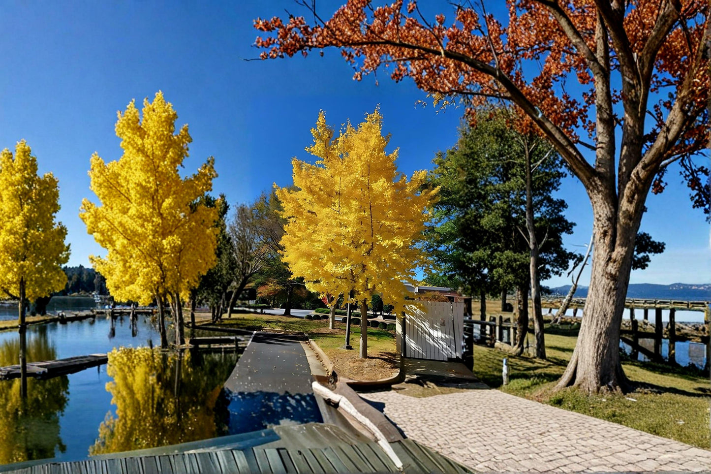 Ginkgo Biloba Live Tree 1-2 ft Tall, Ornamental Fan-Shaped Leaves, Golden Fall Foliage, Maidenhair Tree, Botanical Name Ginkgo biloba