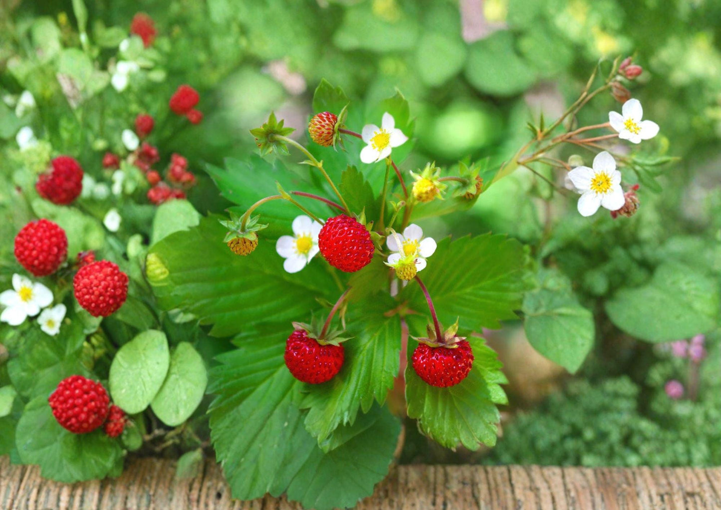 Wild Strawberry Seeds - Edible Ground Cover Plant with Sweet Berries - Fragaria vesca, Perennial Garden and Woodland Landscape