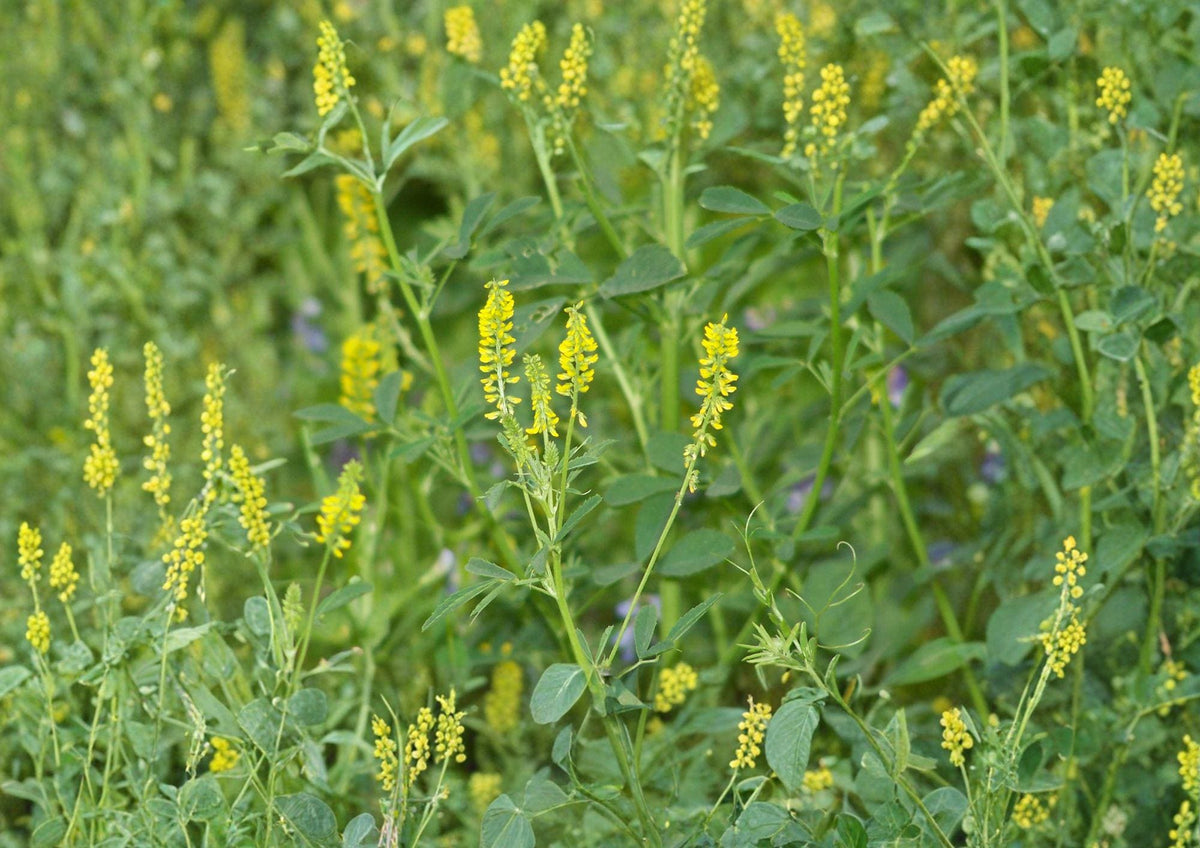 Sweet Clover Seeds, Non-GMO Melilotus Officinalis Cover Crop, Pollinator-Friendly, Soil-Improving, Heirloom Garden Seeds