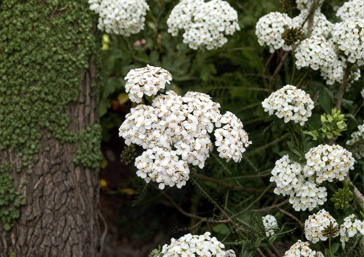 White Yarrow Seeds, Achillea millefolium, Pollinator-Friendly Perennial Wildflower, Non-GMO, Medicinal Herb, Drought-Tolerant, Garden Planting