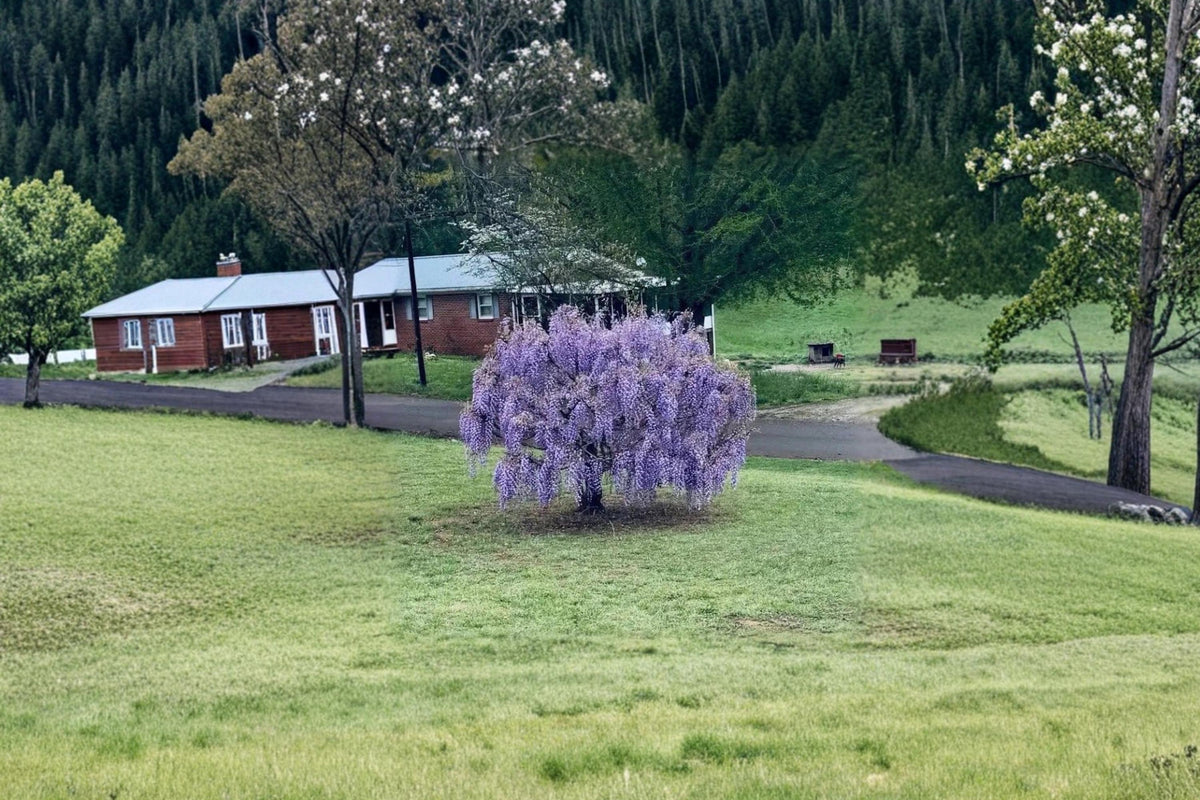 Purple Wisteria Live Vines – 12-18 Inches Tall, Flowering Climbing Vine with Cascading Purple Blooms, Wisteria spp.
