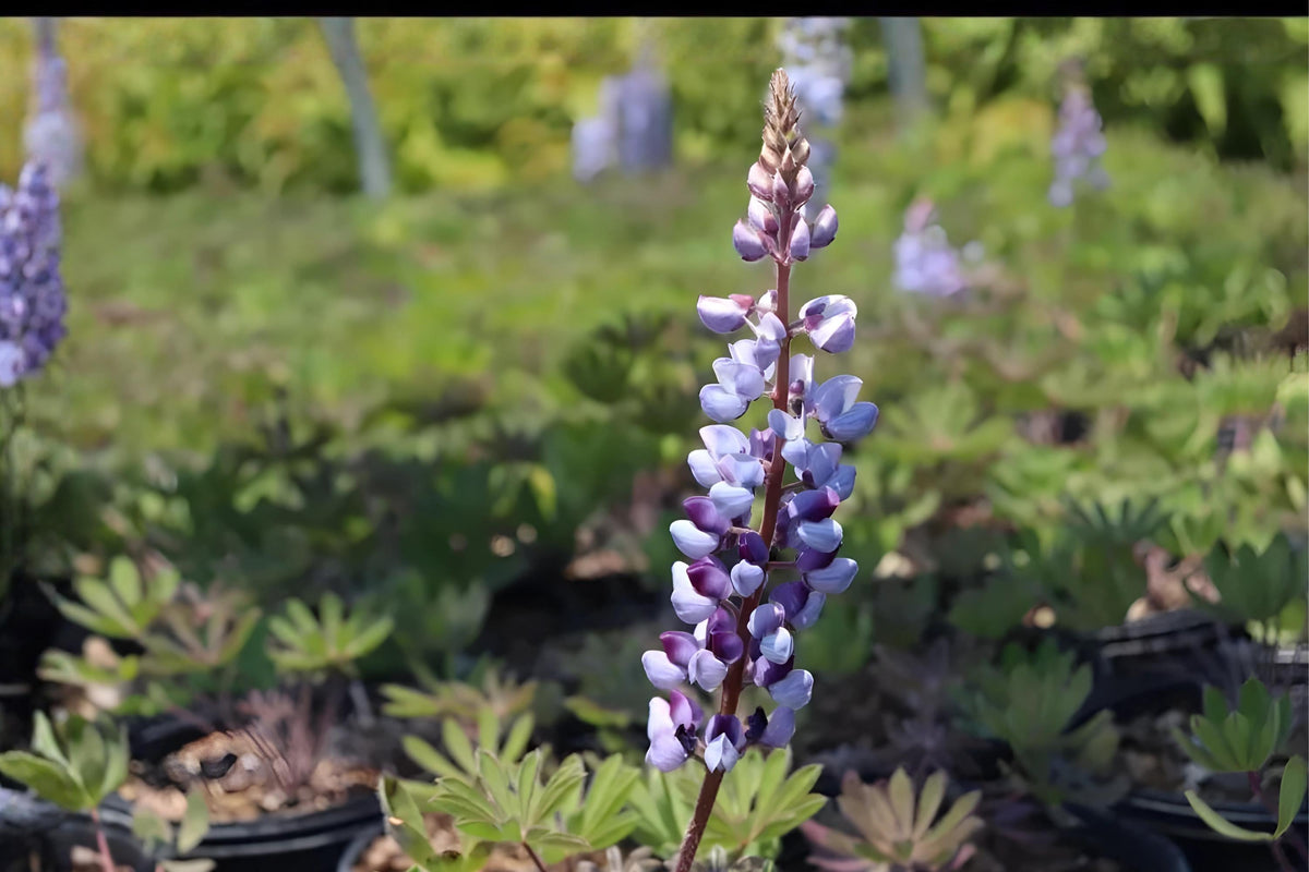 Blue Lupine Seeds (Lupinus perennis) – Native Perennial with Blue Flower Spikes for Pollinator Gardens