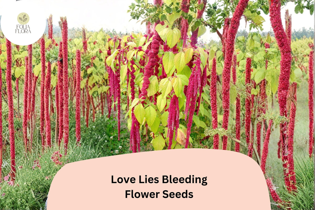 Love Lies Bleeding Seeds – 100 Amaranthus caudatus Ornamental Trailing Red Flower Seeds for Garden Beds & Borders