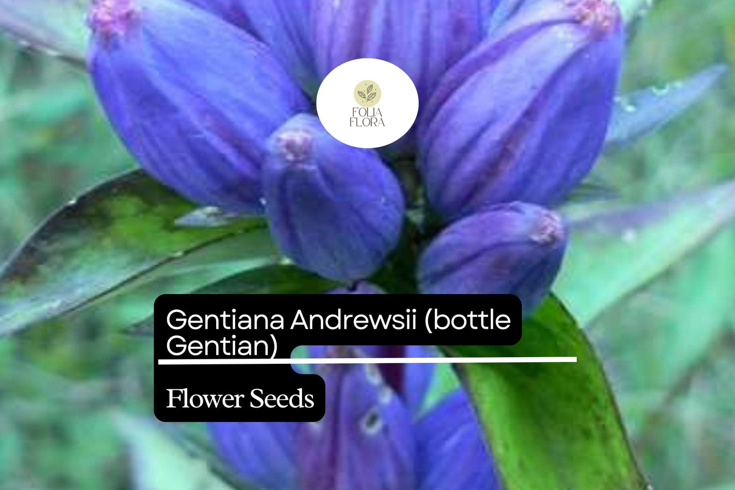 Bottle Gentian Seeds – 100 Gentiana andrewsii Perennial Wildflower for Native Gardens & Pollinators