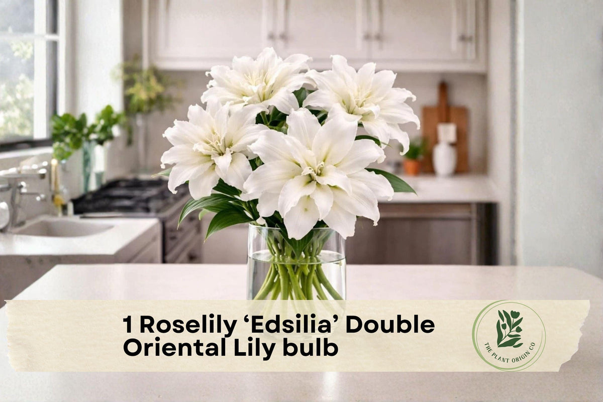 Roselily ‘Edsilia’ Double Oriental Lily Bulb – Fragrance-Free White Flowers, Garden Bed & Border Plant, Perennial, Lilium orientalis
