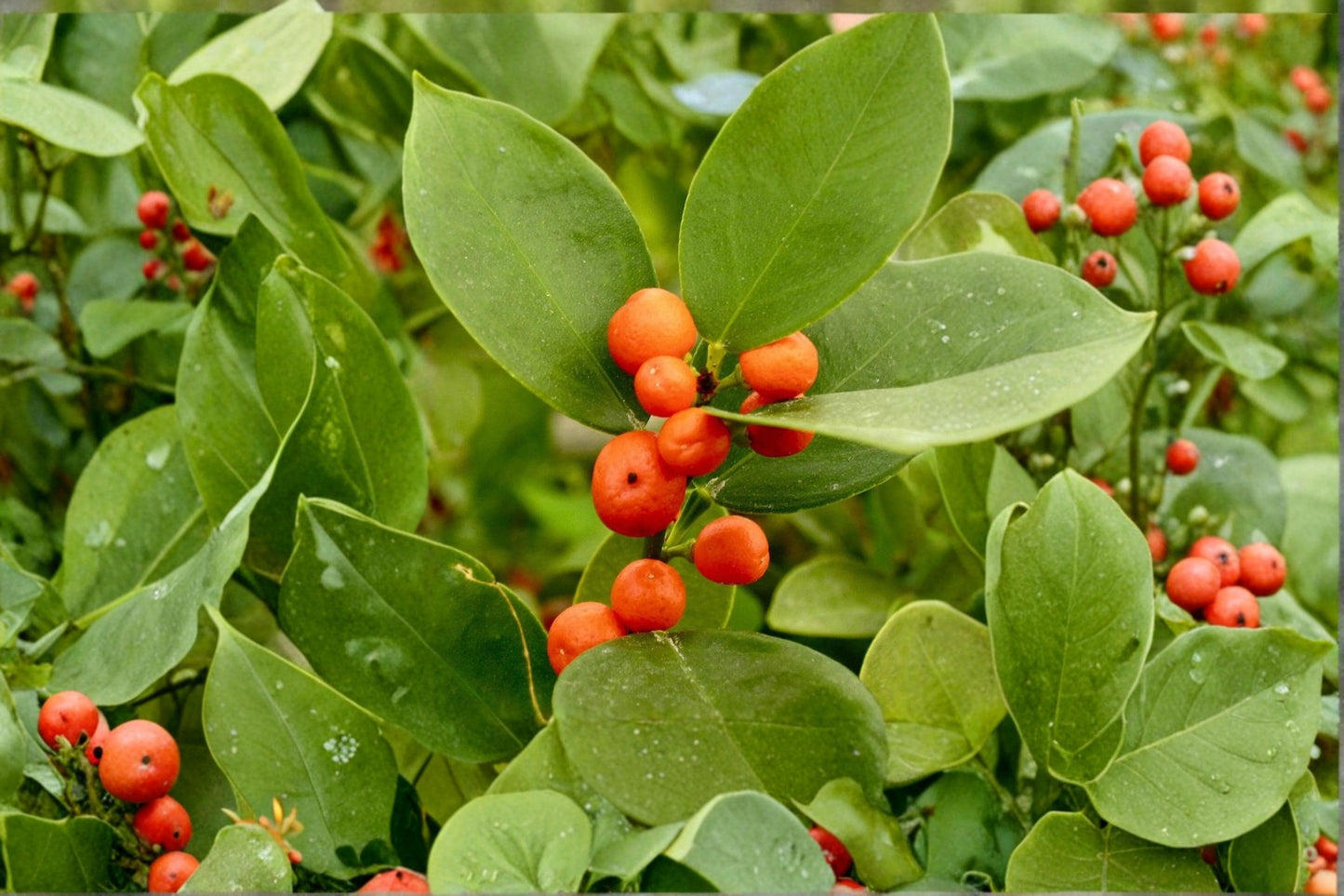Hong Kong Kumquat Live Citrus Plant – Fortunella hindsii, Small Ornamental Fruit, Evergreen Shrub, Container Friendly
