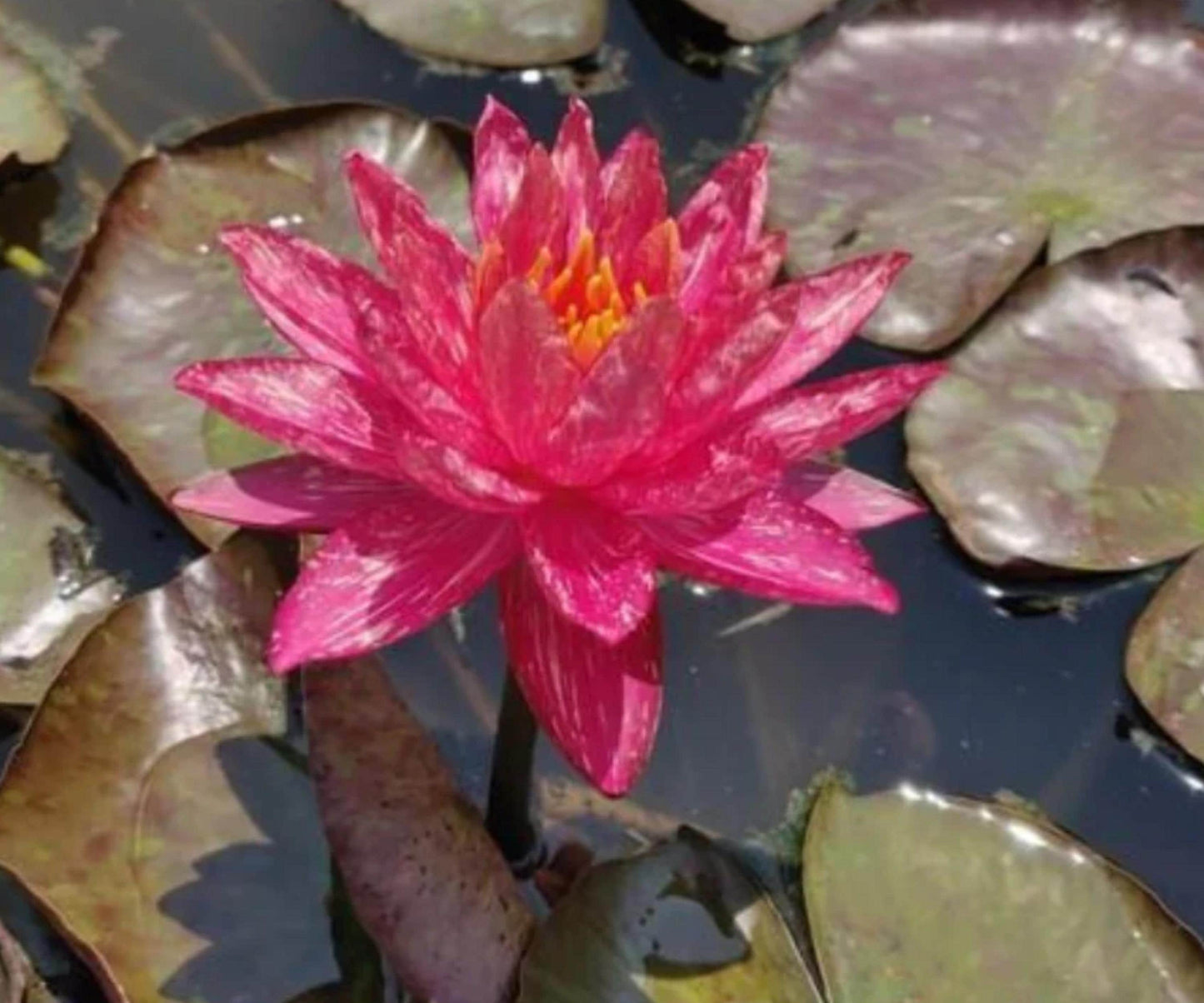 Wanvisa Water Lily Live Pond Plant – Red Hardy Nymphaea with Color-Changing Flowers, Aquatic Garden Plant
