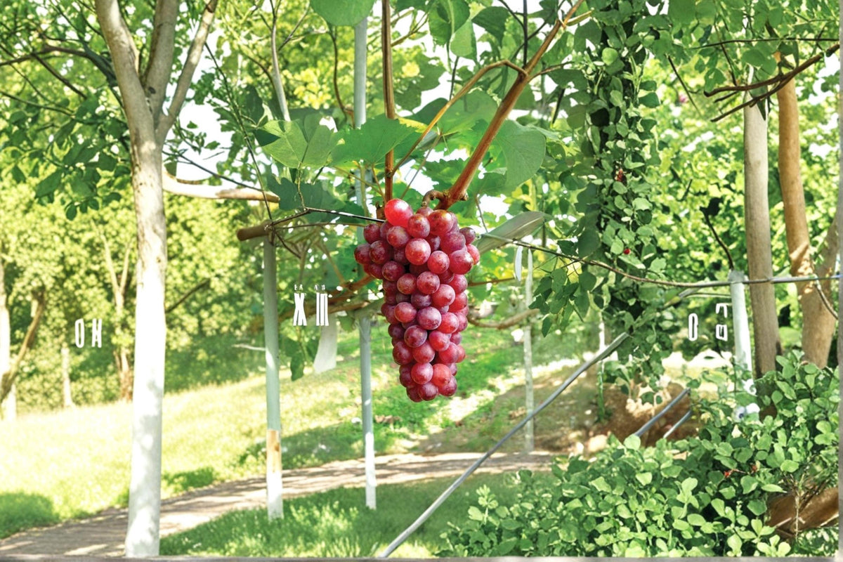 Unrooted Hongju Grape Cuttings – Vitis vinifera ‘Hongju’ Fruit Vine for Garden & Vineyard Propagation