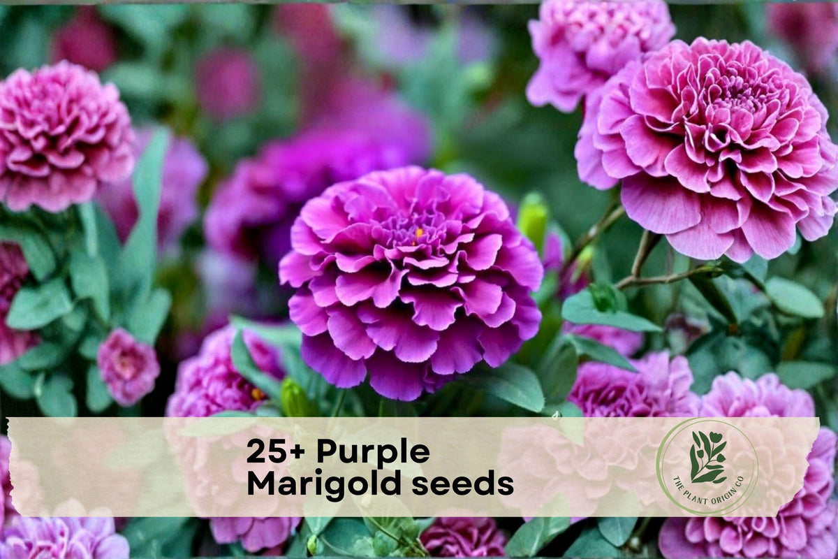 Purple Marigold Seeds, Tagetes spp., Annual Flower, Vibrant Blooms, Garden Beds & Containers, Pollinator Friendly, Easy to Grow