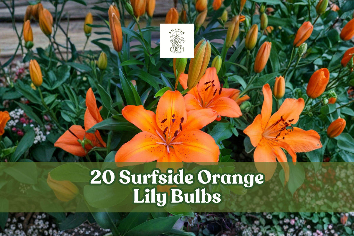 20 Surfside Orange Asiatic Lily Bulbs – Bright Orange Flowering Perennial Bulb for Garden Beds & Cut Flowers